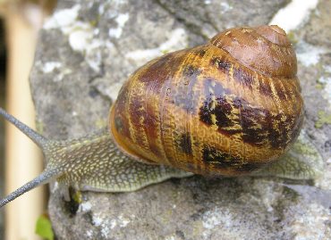 allevamento lumache helix aspersa muller totalmente al naturale nutrite senza utilizzo di sostanze nocive e chimiche coltivate al naturale, spurgate o vendute al naturale. vieni a trovare a Pognano in Bergamo