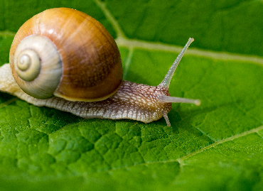 allevamento lumache helix aspersa muller per gastronomia e produzione di cosmetici a base di bava di lumache a bergamo, milano, brescia, como, varese, crema, cremona