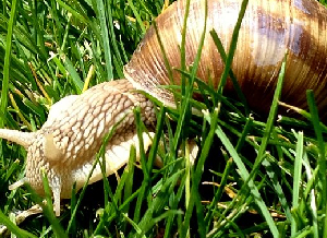 allevamento lumache helix aspersa muller totalmente al naturale nutrite senza utilizzo di sostanze nocive e chimiche coltivate al naturale, spurgate o vendute al naturale. vieni a trovare a Pognano in Bergamo